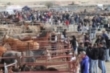 Feria ganadera de Campoo de Enmedio (2025)
