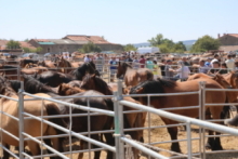 XIX Feria-Exposici�n de Ganado de Campoo de Yuso