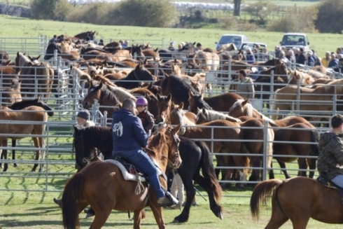 Feria ganadera de Campoo de Enmedio (2026)