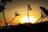 Atardeceres de Campoo (Tejo)
