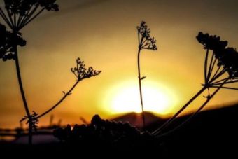 Atardeceres de Campoo (Tejo)