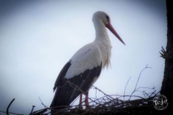 La cigeas de Villaescusa (Tejo)