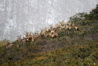 Primavera invernal en Campoo