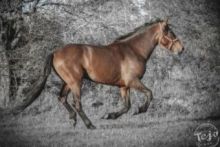 Cabaa equina de Campoo (Tejo)