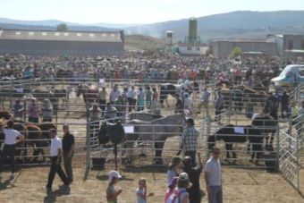 Feria de ganado de San Mateo 2014