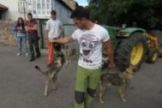 II Concentracin de Perro Lobo
