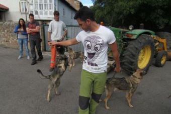II Concentracin de Perro Lobo