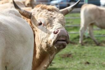 XXVI Feria de Ao de Campoo de Enmedio en Requejo