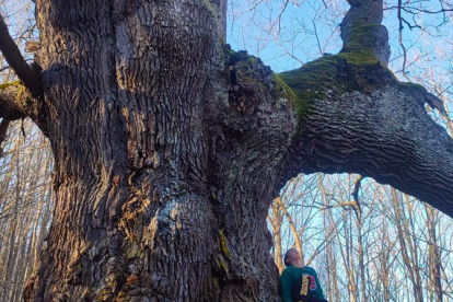 El Ayuntamiento de Reinosa programa una excursin a los robles centenarios de Bustillo del Monte y un taller de micologa