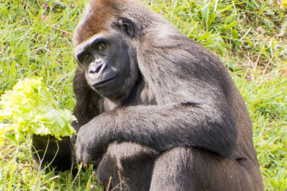 Cabárceno cede una hembra de gorila con fines reproductivos al Zoo de Praga 