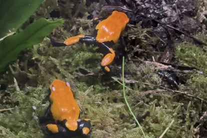 Cab�rceno incorpora dos especies de ranas amaz�nicas a su Reptilario