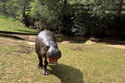 Cabrceno y el Zoo de Basilea intercambian sus ejemplares macho de hipoptamo pigmeo con fines reproductivos
