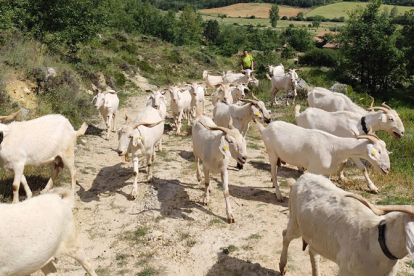Cabras para desbrozar el monte como alternativa ecolgica al uso de maquinaria en el Geoparque Las Loras