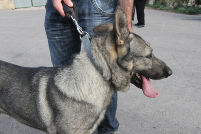 Campoo de Enmedio aprueba la ordenanza reguladora de tenencia de perros y otros animales