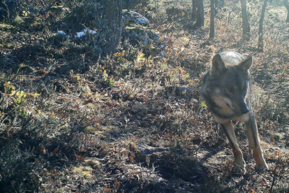 Campoo ha registrado unos 1.000 ataques de lobo en 2025, casi un tercio del conjunto de Cantabria