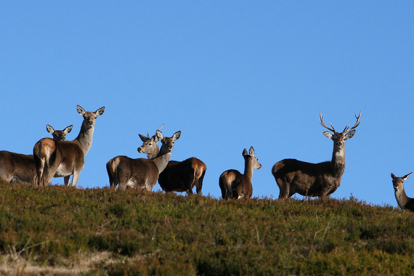 Campoo de Suso y la Mancomunidad Campoo-Cabu�rniga sacan a subasta permisos de caza de venado y rebeco para el mes de junio