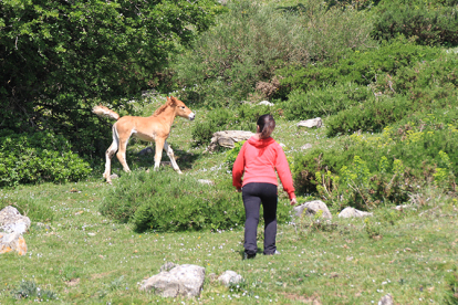Campoo de Suso solicita ayudas para mejorar 57,59 hect�reas de pastizales comunales