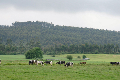 Cantabria ampl�a los plazos de la Solicitud �nica 2026 para facilitar la tramitaci�n a agricultores y ganaderos
