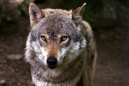 Cantabria autoriza la extracción de lobos en Campoo de Suso