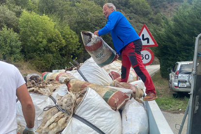 Cantabria ha recogido unas 18 toneladas de lana de oveja sin salida comercial, dentro de un proyecto piloto pionero en Espa�a