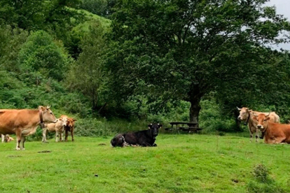 Desarrollo Rural comienza esta semana a abonar el pago de las ayudas de producci�n ecol�gica