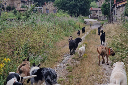 Desarrollo Rural convoca un total de 70.000 euros en ayudas para centros de recogida de animales abandonados en 2026