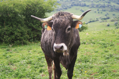 Desarrollo Rural inicia el pago de 1.022.132 euros del saldo final a ganaderos extensivos de vacuno de carne y para engorde de terneros