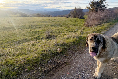 Desarrollo Rural reivindica el papel del mast�n como 