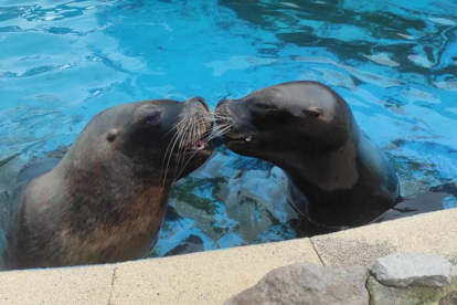 Fallece por causas naturales Pas, una de las hembras de le�n marino de Cab�rceno