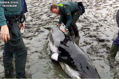 Fallece una ballena minke varada en las marismas de Argoños