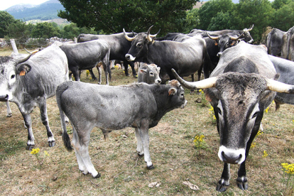 La Feria de Nuestra Se�ora de Espinilla se centrar� en el ganado caballar 