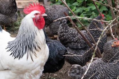 La flexibilizaci�n del confinamiento por gripe aviar permite liberar las aves dom�sticas en 71 municipios de Cantabria