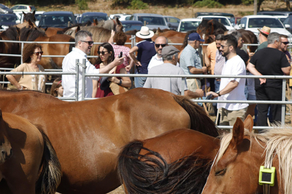 El ganado equino se concentr� en Espinilla