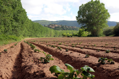 El Gobierno abona m�s de 230.000 euros a 24 agricultores de patata de Valderredible por los da�os de la tormenta Kirk