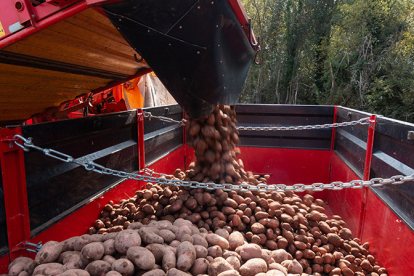 El Gobierno de Cantabria acuerda compensar las prdidas econmicas sufridas por los productores de patata valluca durante 2024
