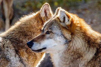 El Gobierno de Cantabria aprueba el nuevo Plan de Gesti�n del Lobo 