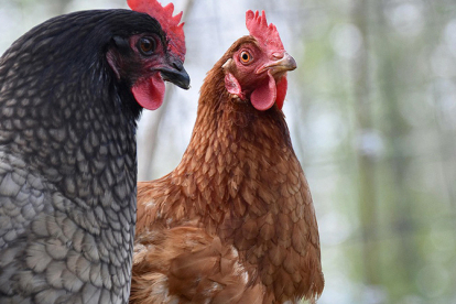 El Gobierno de Cantabria solicita a los propietarios de aves que extremen las medidas de seguridad ante la presencia de casos de gripe aviar en el Pas Vasco