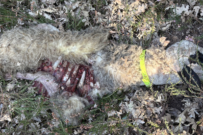 El lobo mata a dos corderos en una finca cercana al n�cleo valluco de Rocamundo