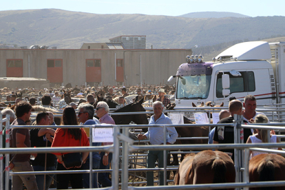 M�s de 3.000 animales de 150 ganader�as distintas participan en la Feria Caballar de San Mateo