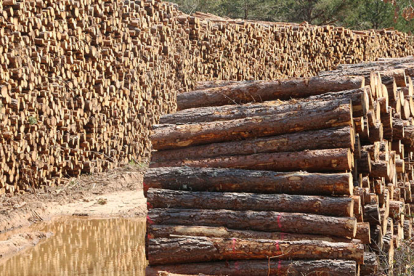 Matamorosa saca a subasta un lote de pino silvestre por un precio base de 16.800 euros