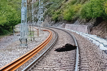 Muere un oso tras ser atropellado por un tren a la altura de Ca�eda 