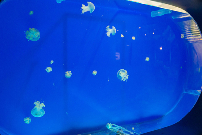 El Museo Mar�timo del Cant�brico ofrecer� en Navidad actividades para el p�blico infantil