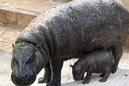 Nace en Cab�rceno una cr�a de hipop�tamo pigmeo 