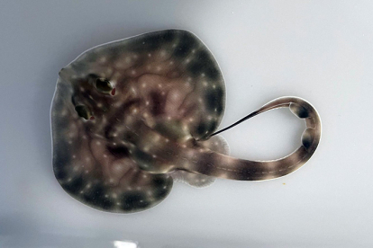 Nacen cuatro ejemplares de rayas onduladas y pintarrojas en el Museo Martimo del Cantbrico
