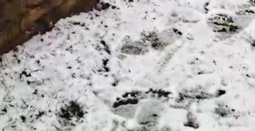 El oso reaparece en el entorno de Mazandrero