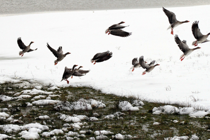 El Pantano del Ebro y la invernaci�n de aves acu�ticas (II)