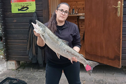 Pescado en el Pas el 'campanu' de Cantabria