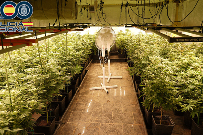 La Polic�a Nacional desmantela una plantaci�n 