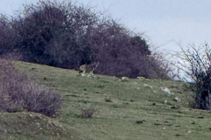 Preocupaci�n y malestar en Requejo por la muerte de varios animales atribuida a la presencia del lobo