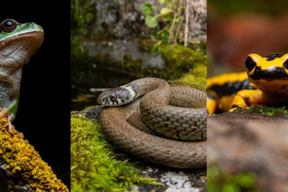 Reinosa programa un nuevo curso terico-prctico de Herpetologa
